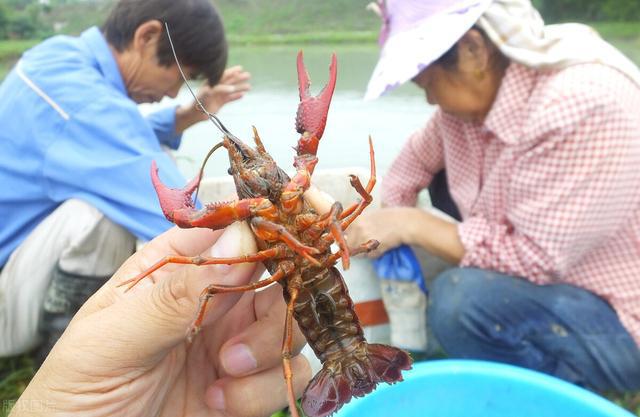 8月份怎么培育小龙虾种虾？为什么要选在8月份？