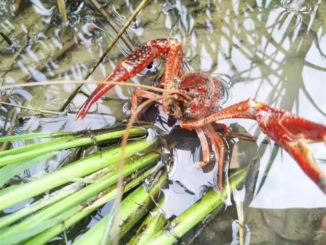 入行需谨慎，养殖小龙虾雷区多，新手切记不要踩