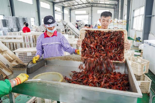 潜规则：死亡后发臭的小龙虾最后都到哪里去了？