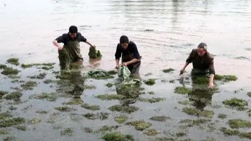 养虾先养草，小心小龙虾池塘水草的这个致命问题！