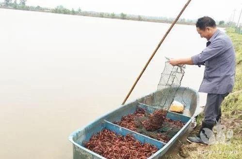 龙虾养殖：梅雨季节小龙虾要格外“照顾”