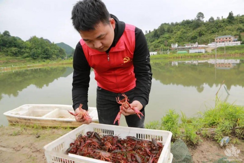 小龙虾脱壳期如何管理