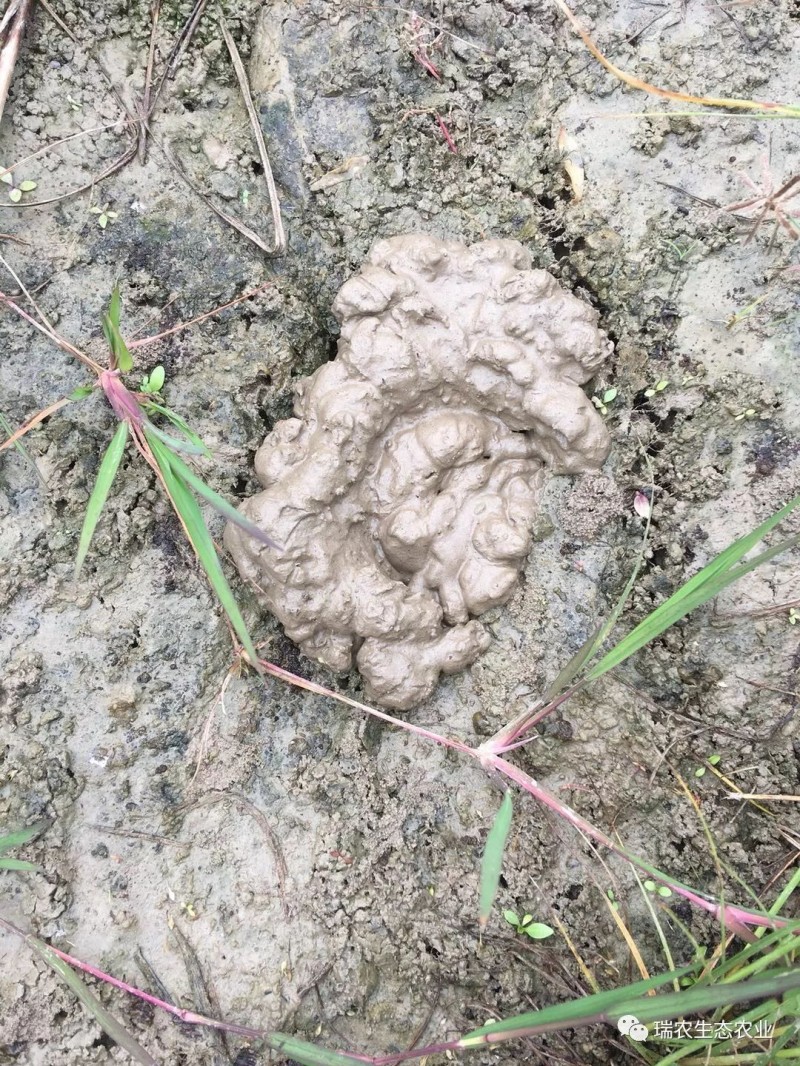 繁殖季节小龙虾为什么要打洞？