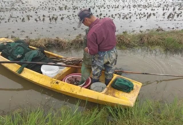 小龙虾养殖后期这么做，做好这三点！可以多赚2000元