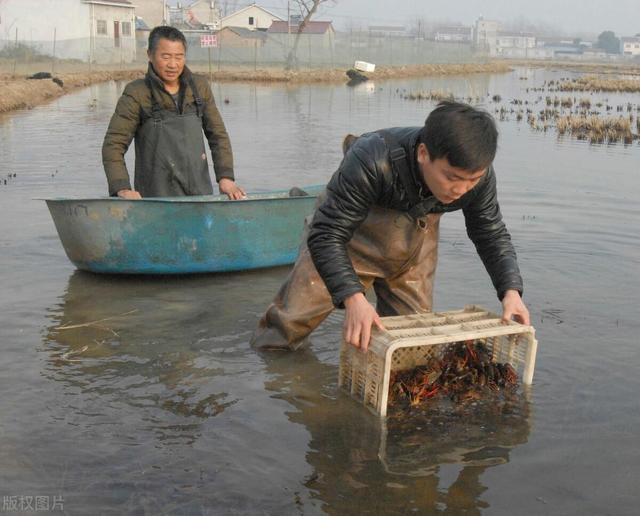 小龙虾养殖旺季背后的过剩危机