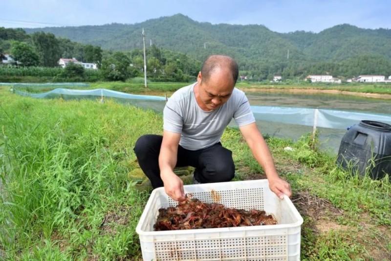 8月份怎么培育小龙虾种虾？为什么要选在8月份？