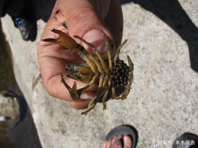 俗称“东北小龙虾”，水质好的溪流才有，市场价格高，却无法养殖