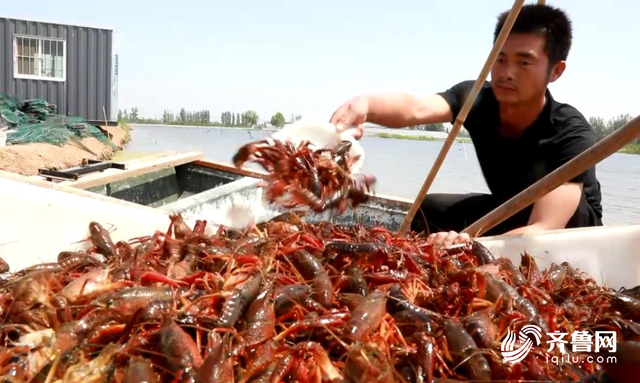 月销28万斤每亩收益4000元！济宁“龙虾书记”一年建起山东面积最大稻虾基地