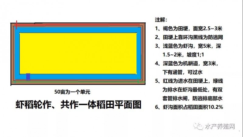 浅析小龙虾产业中的重大问题之小龙虾养殖的“稻田结构改造技术”