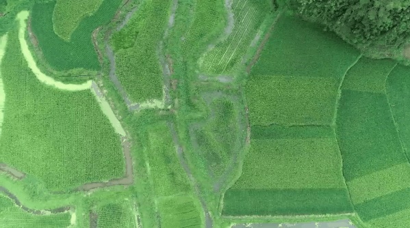 打造共同富裕示范区山区样板 | 稻花香里养龙虾 村民勇闯致富路