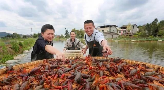 养殖小龙虾，三分之一亏本？问题可能是这些！