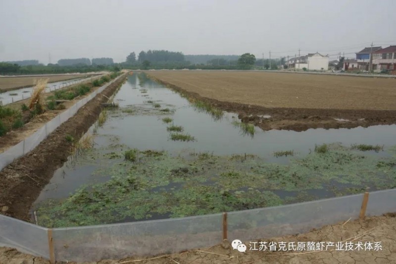 恶劣极端天气情况下小龙虾养殖管理要点