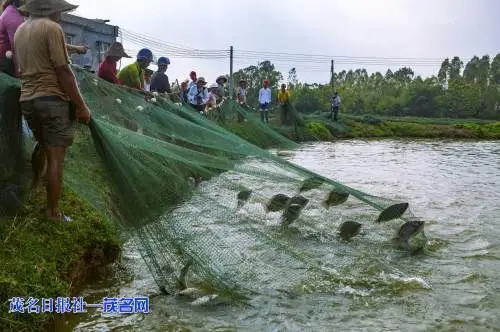 湖南邵阳新宁县金石镇小龙虾养殖产业发展得红火，养殖户笑开颜