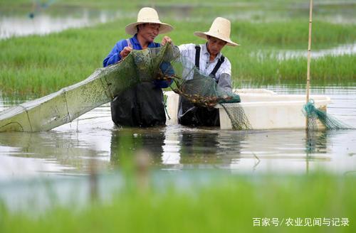 小龙虾“秋苗早繁”技术方法