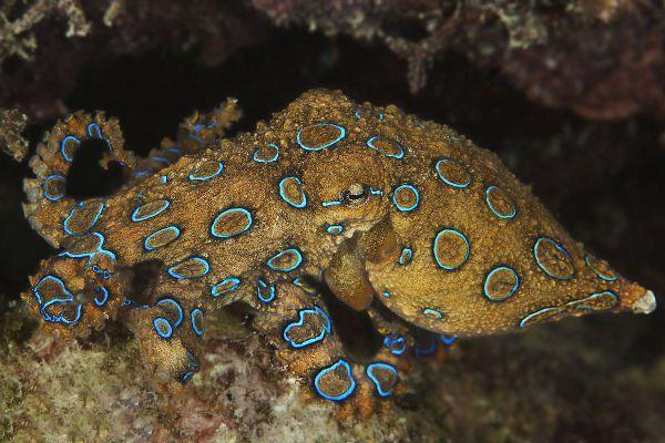 海洋常见剧毒生物