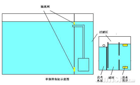 小丑繁殖缸的配置