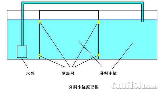 小丑繁殖缸的配置