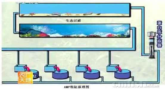 小丑繁殖缸的配置