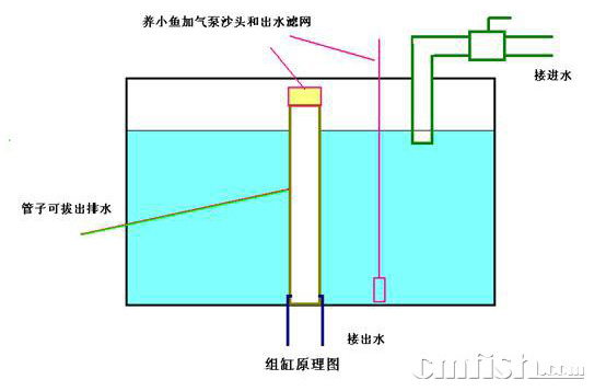 小丑繁殖缸的配置