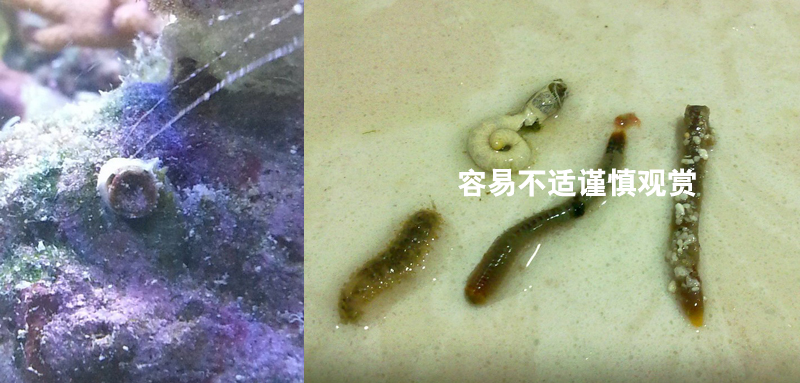 简单介绍几种经常被提问的小生物