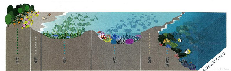 珊瑚与珊瑚礁的现状(二)