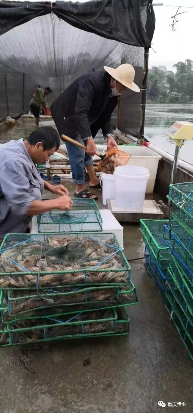 重庆市永川区罗氏沼虾养殖试验示范喜获丰收