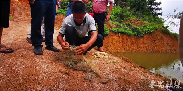 广东：昔日撂荒地，如今稻虾肥！“稻虾共作”项目打开五华县脱贫致富新路