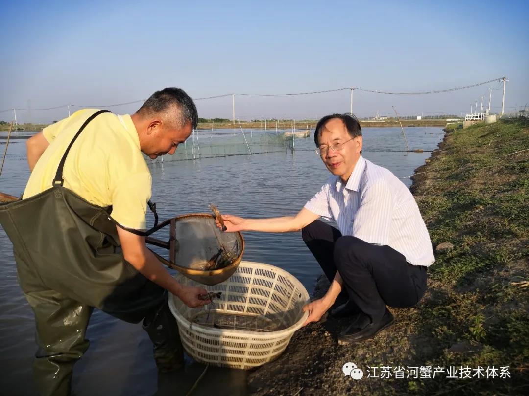 江苏省河蟹体系首席专家潘建林研究员调研相城推广示范基地