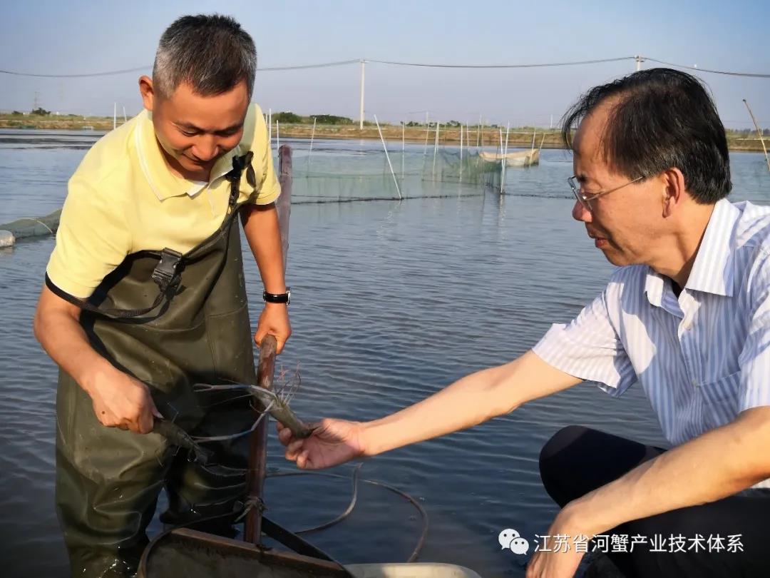 江苏省河蟹体系首席专家潘建林研究员调研相城推广示范基地