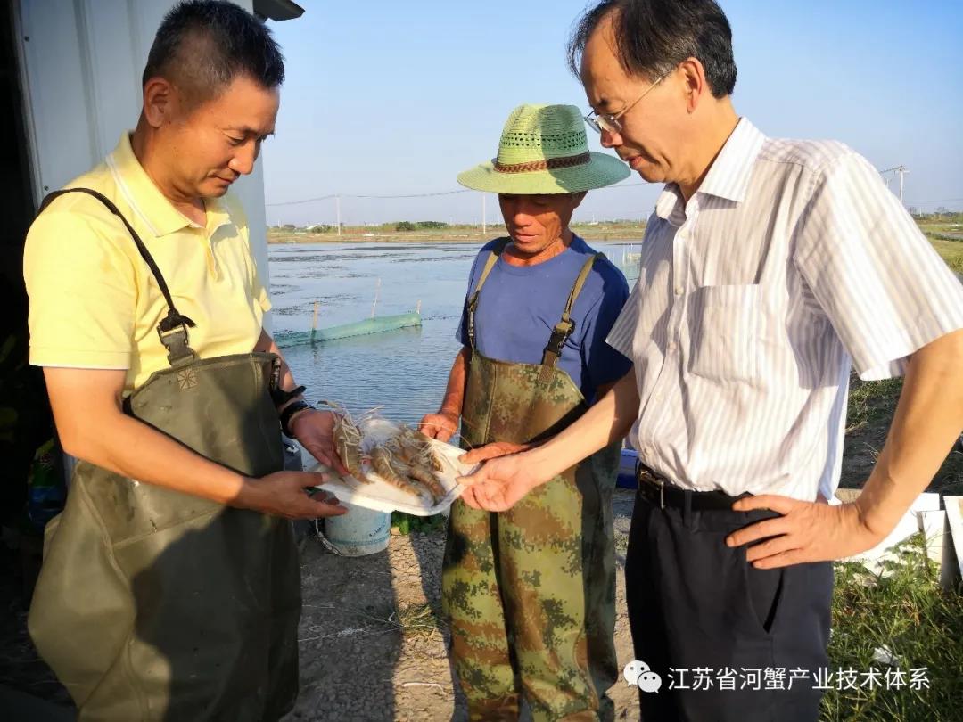 江苏省河蟹体系首席专家潘建林研究员调研相城推广示范基地