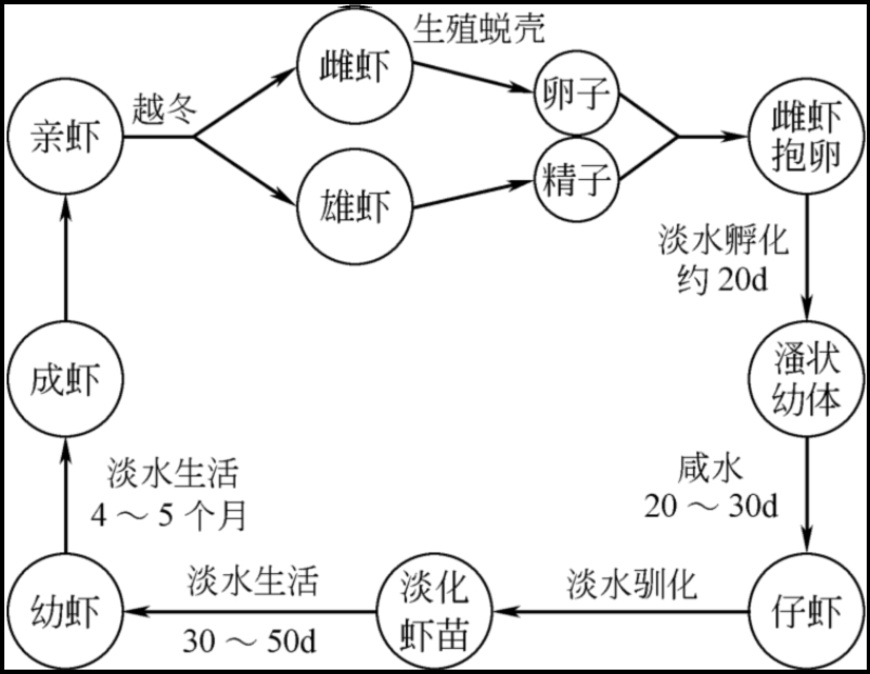 为您详解罗氏沼虾的生物学特征以及养殖注意事项