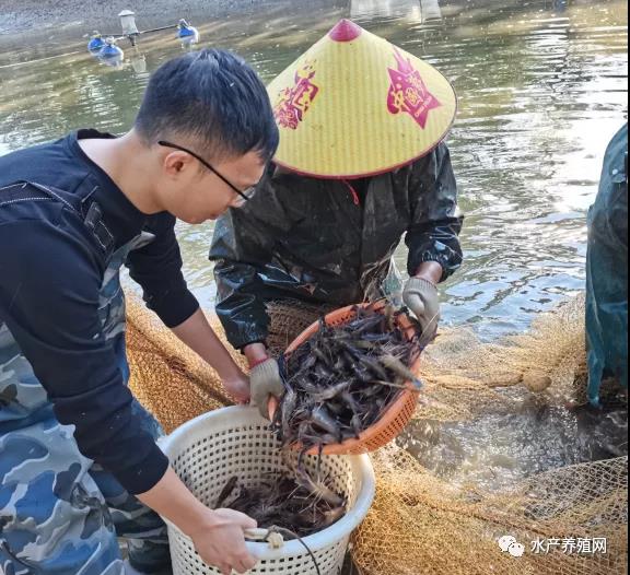 罗非鱼与罗氏沼虾混养，每亩产200斤罗氏沼虾，增加收入4000多元