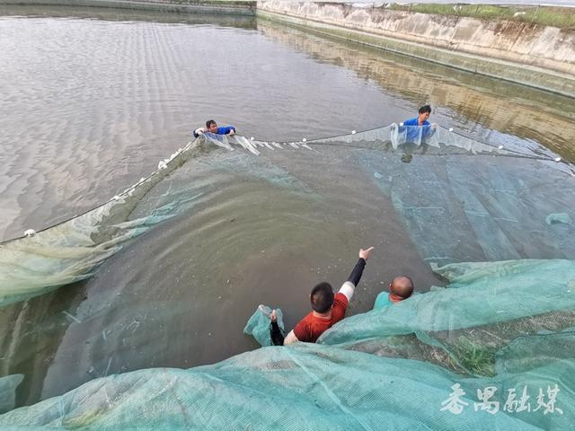 从10亩到1110亩，广东省广州市番禺牵线的“稻虾共作”项目又迎丰收！