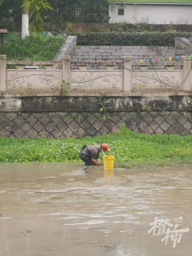 鲤鱼、鲫鱼、青虾……杭州河道开始清淤，“河底世界”大揭秘！