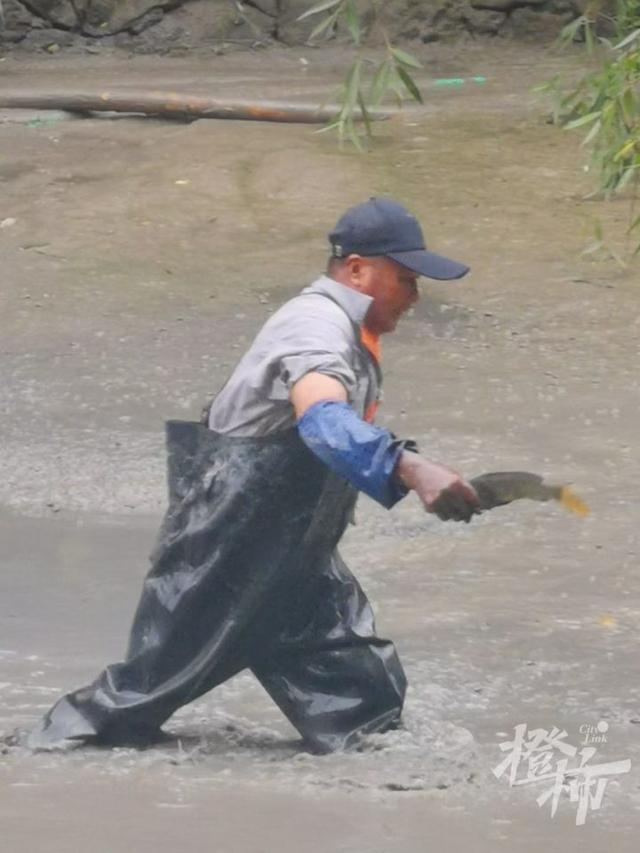 鲤鱼、鲫鱼、青虾……杭州河道开始清淤，“河底世界”大揭秘！