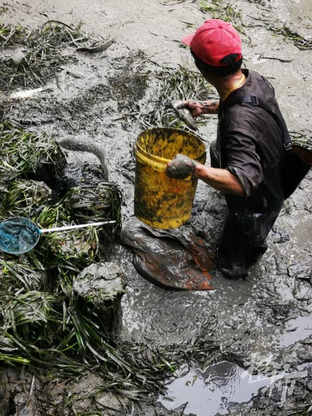 鲤鱼、鲫鱼、青虾……杭州河道开始清淤，“河底世界”大揭秘！