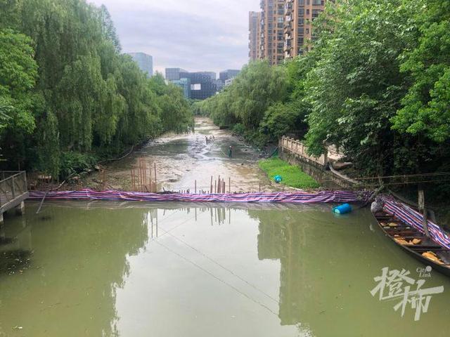 鲤鱼、鲫鱼、青虾……杭州河道开始清淤，“河底世界”大揭秘！