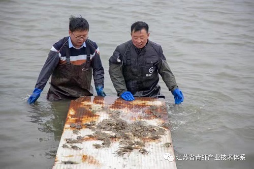 江苏省青虾体系泰州基地春季水产放苗忙，不负美丽好春光