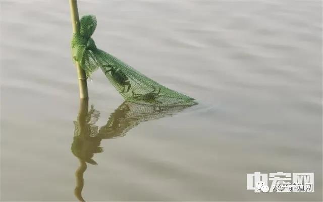 很多养小棚虾的赚疯了，大量养殖户涌入！但这里的虾农触及土地红线，虾棚可能被拆！