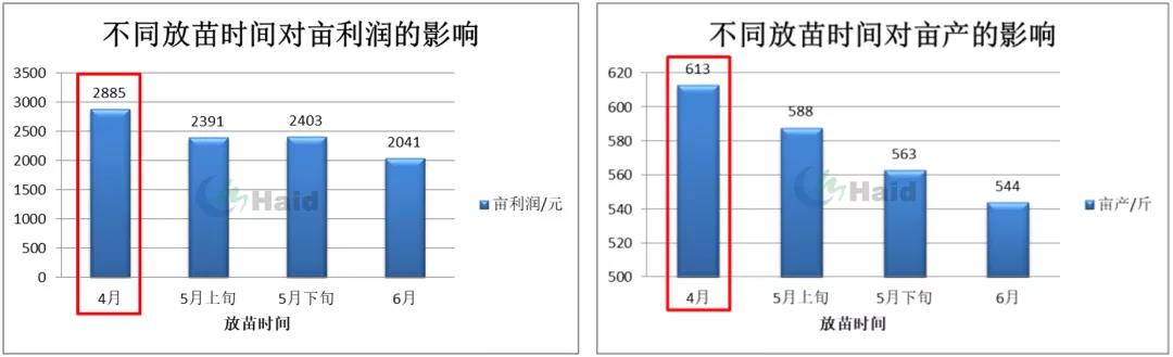 时隔3年扭亏为盈，外塘白虾养殖今年打了个“翻身仗”