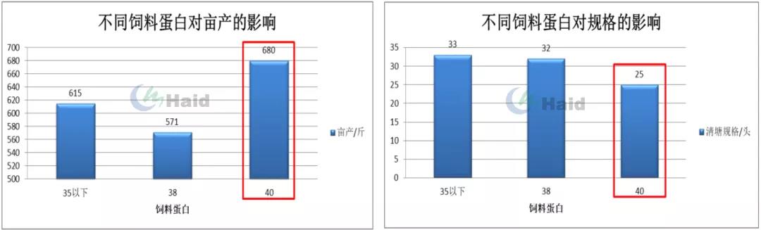 时隔3年扭亏为盈，外塘白虾养殖今年打了个“翻身仗”