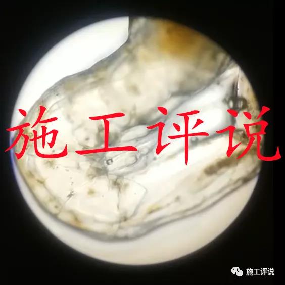 养成了就赚大钱的南美白对虾，你如何做好选苗和投苗工作？