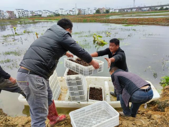 小龙虾宝宝搬家啦――武林镇新贤村稻虾种养基地第一批培育的虾苗换塘养殖