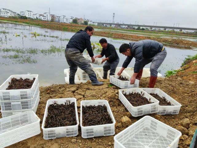 小龙虾宝宝搬家啦――武林镇新贤村稻虾种养基地第一批培育的虾苗换塘养殖