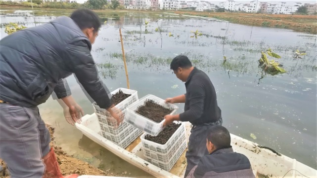 小龙虾宝宝搬家啦――武林镇新贤村稻虾种养基地第一批培育的虾苗换塘养殖