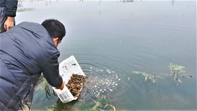 小龙虾宝宝搬家啦――武林镇新贤村稻虾种养基地第一批培育的虾苗换塘养殖