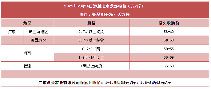 缺货！广东这条虾冻死近两成，虾贩找虾，价格飙升