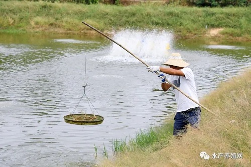 暴涨？飙升？再炒就糊啦！沿海养殖量越来越大，内陆养对虾更有钱景？