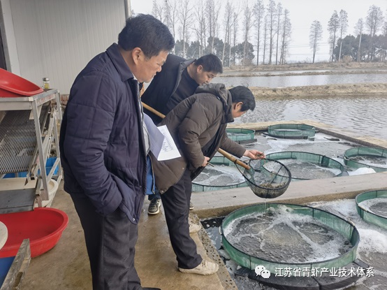 江苏省青虾体系宜兴推广示范基地顺利完成青虾“太湖2号”种虾及二代苗引进工作