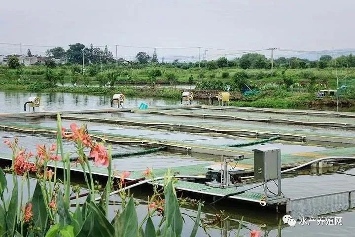 跑道养鱼数字养鱼，这个村以水养鱼以渔治水，经济效益生态效益双丰收